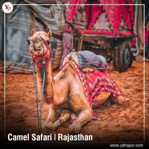 Camel Safari Rajasthan